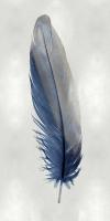 Blue Feather on Silver I #JBC114214