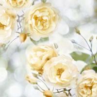Yellow Rose Garden I #JL115071