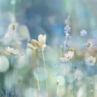 Morning Meadow II #KC111613 Morning Meadow II #KC111613