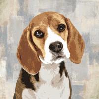 Beagle #KG114630 Beagle #KG114630