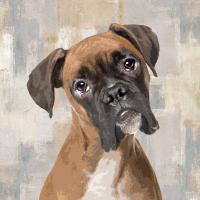 Boxer #KG114631 Boxer #KG114631