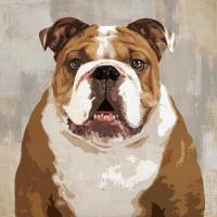 Bulldog #KG114632
