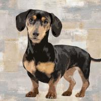 Dachshund #KG114633 Dachshund #KG114633
