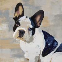 French Bulldog #KG114634