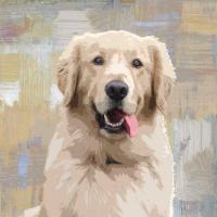 Golden Retriever #KG114636