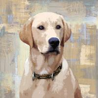 Labrador Retriever #KG114637