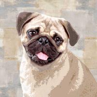 Pug #KG114642 Pug #KG114642