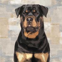 Rottweiler #KG114643