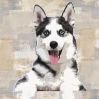 Siberian Husky #KG114644