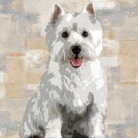 West Highland White Terrier #KG114645