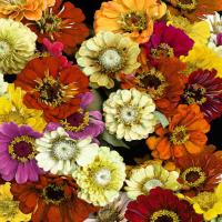 Floral Abundance I #KTB115114