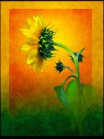 Sunflower #72852