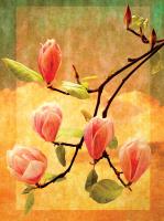Magnolia Blossoms #72460