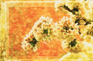 Cherry Blossoms #72868