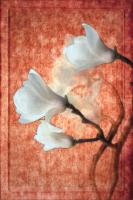 China, Magnolia Blossoms #72869