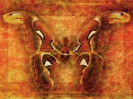 Attacus Atlas Moth #72883