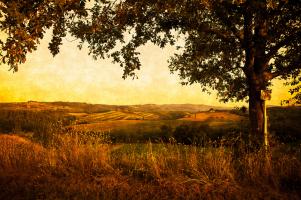 Fields of Tuscany #78811