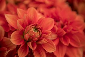 Spring Fire #MAT-1103 Spring Fire #MAT-1103