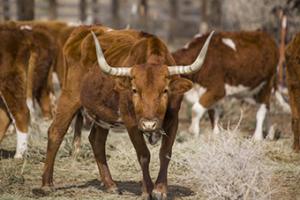 Longhorns #MAT-1113 Longhorns #MAT-1113