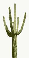 Saguaro I #MJ114263