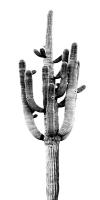 Saguaro Black & White II #MJ114267 Saguaro Black & White II #MJ114267