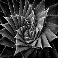 Succulent I #MJ114273 Succulent I #MJ114273