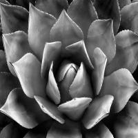 Succulent II #MJ114274