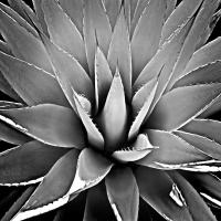 Succulent III #MJ114275