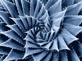 Succulent Indigo I #MJ114277