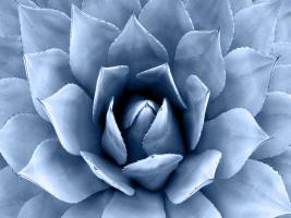 Succulent Indigo II #MJ114278