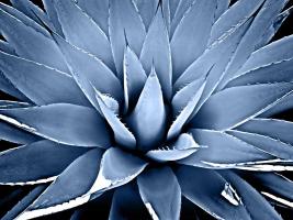 Succulent Indigo III #MJ114279