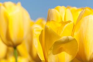 Sunshine Yellow I #MMC-0653 Sunshine Yellow I #MMC-0653