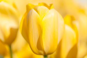 Sunshine Yellow II #MMC-0654 Sunshine Yellow II #MMC-0654