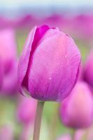 Magenta Stem #MMC-0655 Magenta Stem #MMC-0655