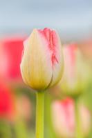 Two-tone Tulip #MMC-0656 Two-tone Tulip #MMC-0656
