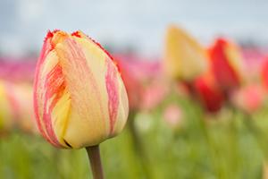 Spring Sherbet #MMC-0667 Spring Sherbet #MMC-0667