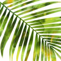 Tropical Palm I #MMR114336 Tropical Palm I #MMR114336