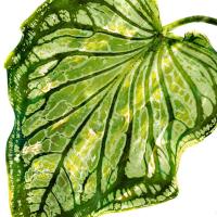 Tropical Palm III #MMR114338 Tropical Palm III #MMR114338