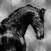 Black Stallion on Silver #MRR113458