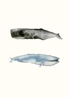 Whale Grouping 2 #100164