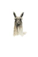 Llama 2 #103028 Llama 2 #103028