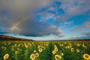Sunflower Rainbow #92996