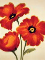 Orange Poppies #PB4309