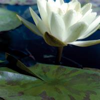Water Lilies II #PBRO-144