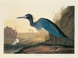 Blue Crane or Heron Plate 307 #81461