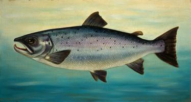 Atlantic Salmon #81474