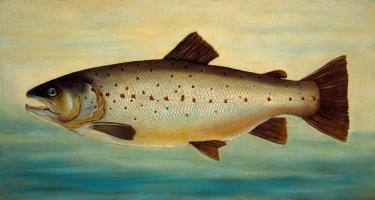 Brown Trout #81475