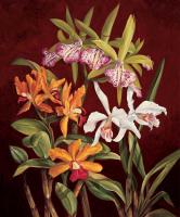 Orchid Trio II #RDI4133