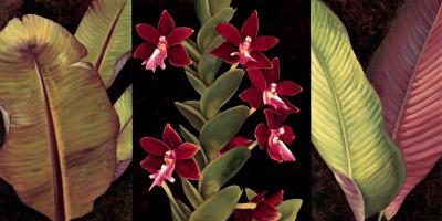 Red Orchids and Palm Leaves #RDI4152
