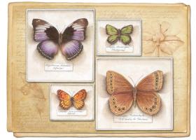 Butterfly Specimen A #87462